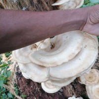 Pleurotus tuber